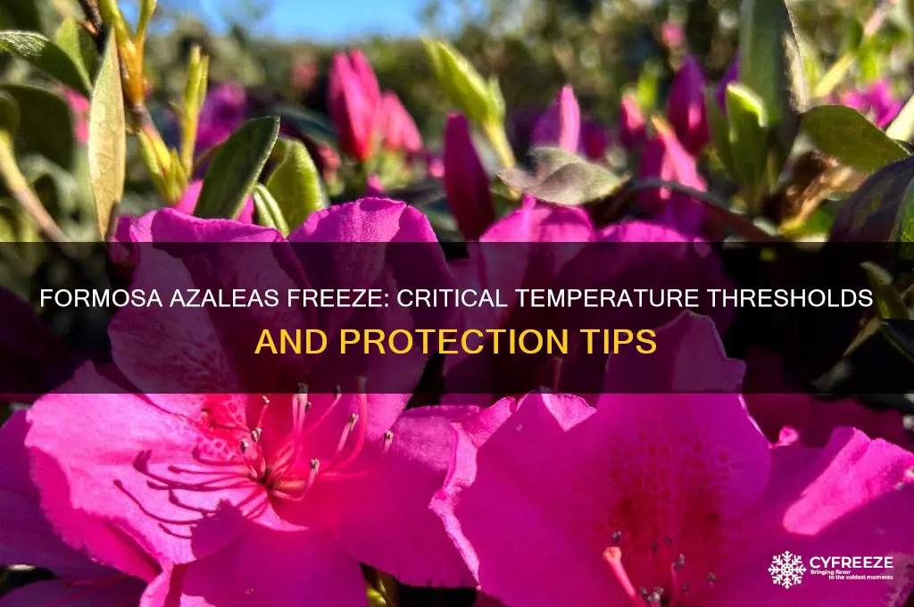 what temperature do formosa azaleas freeze