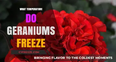 Protecting Geraniums: Understanding the Freezing Temperature Threshold for Survival