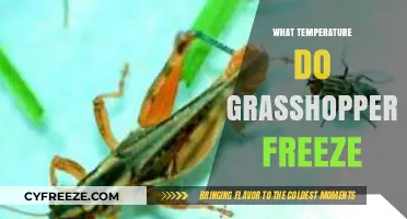 Chilling Truth: At What Temperature Do Grasshoppers Freeze to Death?
