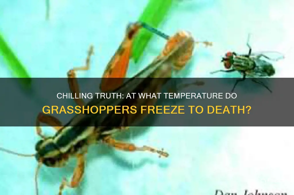 what temperature do grasshoppers freeze