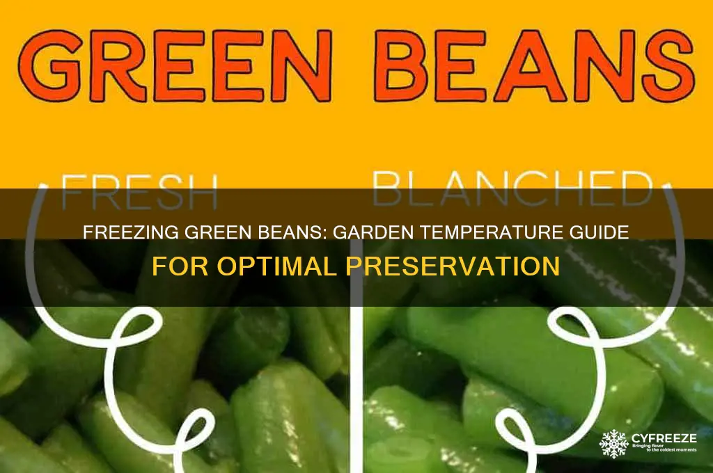 what temperature do green beans freeze at in the garden