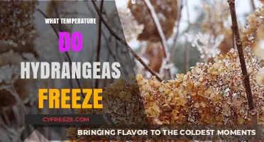 Protecting Hydrangeas: Understanding Freezing Temperatures and Winter Care Tips
