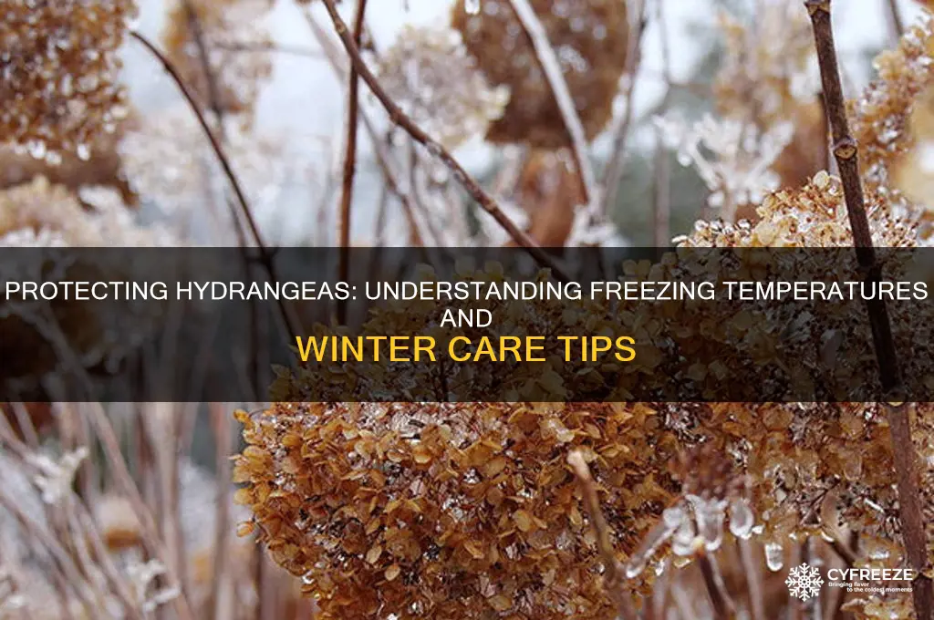 what temperature do hydrangeas freeze