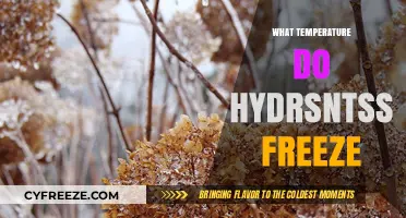 Hydrangeas and Frost: Understanding Their Freezing Temperature Threshold