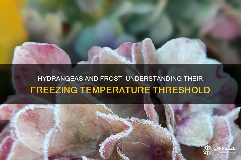 what temperature do hydrsntss freeze