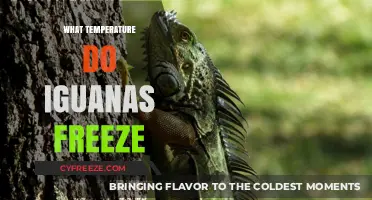Critical Cold Threshold: When Do Iguanas Freeze to Death?