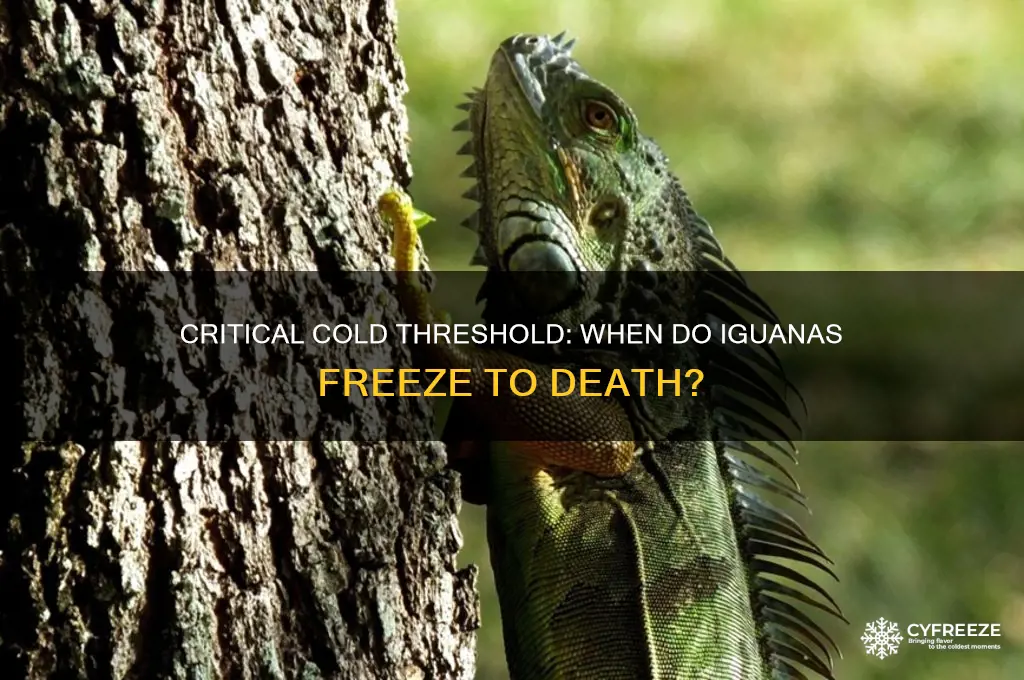 what temperature do iguanas freeze