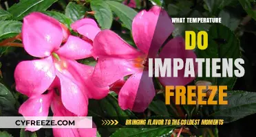 When Do Impatiens Freeze? Understanding Their Cold Tolerance Limits