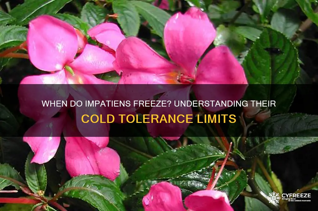what temperature do impatiens freeze