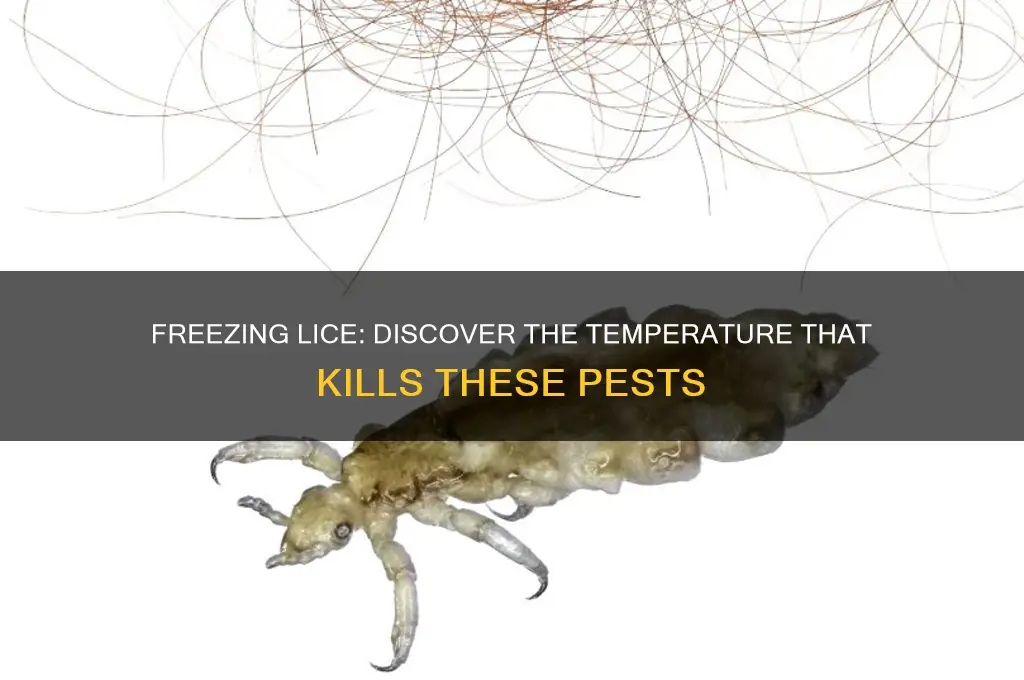 what temperature do lice freeze