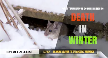 Winter Survival: At What Temperature Do Mice Freeze to Death?