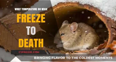 Critical Cold Threshold: When Do Mice Freeze to Death?