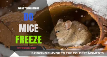 At What Temperature Do Mice Freeze to Death? Explained