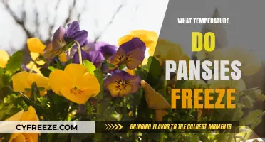 When Do Pansies Freeze? Understanding Their Cold Tolerance Limits