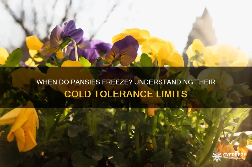 what temperature do pansies freeze