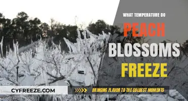 Protecting Peach Blossoms: Understanding Their Freezing Temperature Threshold