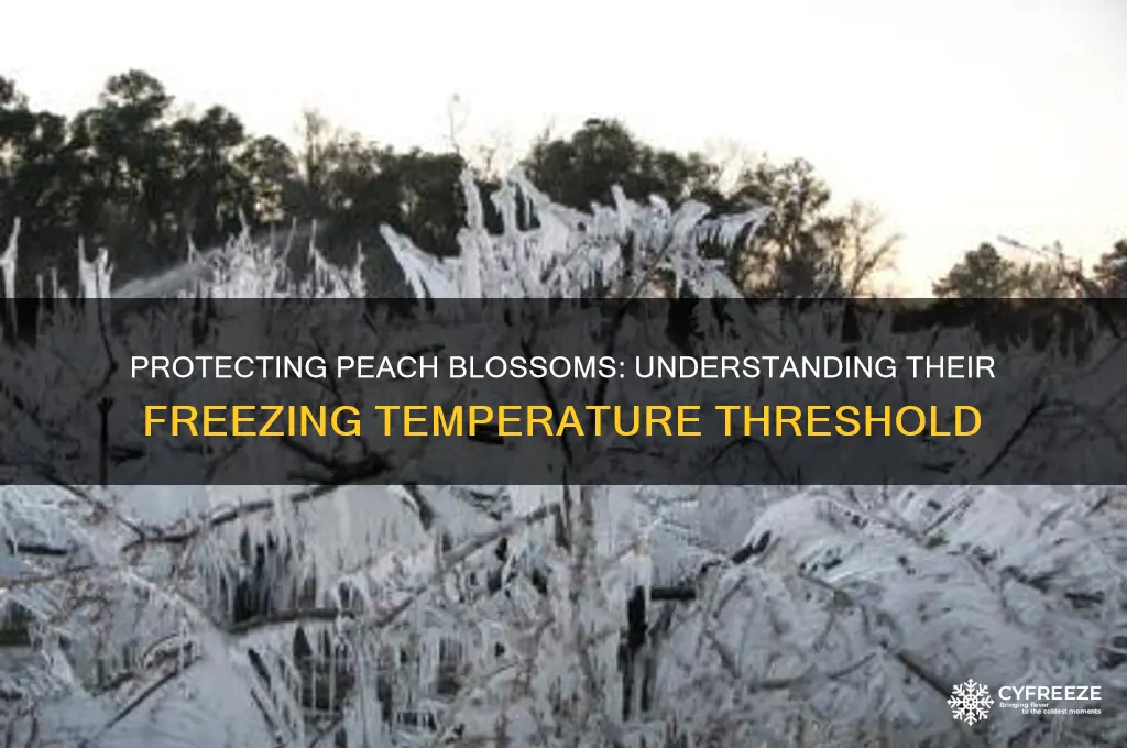 what temperature do peach blossoms freeze