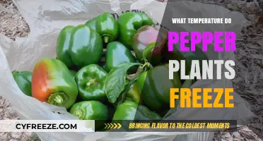 Protecting Pepper Plants: Understanding Freezing Temperatures and Risks