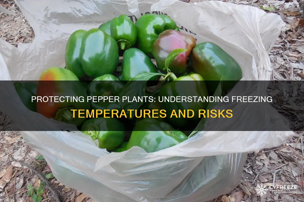 what temperature do pepper plants freeze
