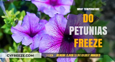 Protecting Petunias: Understanding the Freezing Point for Healthy Blooms