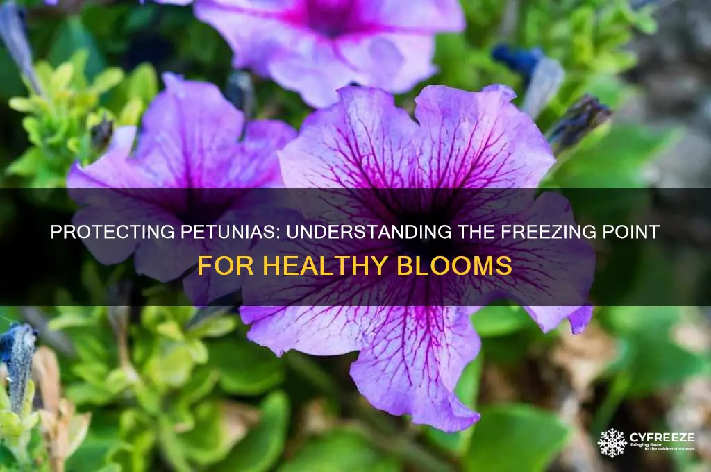 what temperature do petunias freeze