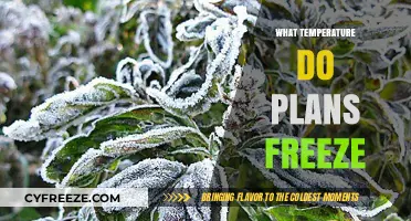 When Do Plants Freeze? Understanding Critical Temperatures for Survival