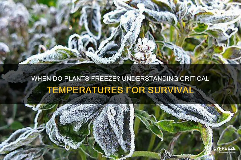 what temperature do plans freeze