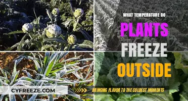 Critical Cold Threshold: When Do Outdoor Plants Freeze and Die?