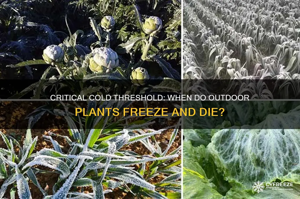 what temperature do plants freeze outside