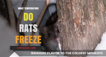 Critical Rat Freezing Temperatures: Understanding Their Survival Limits in Cold Conditions
