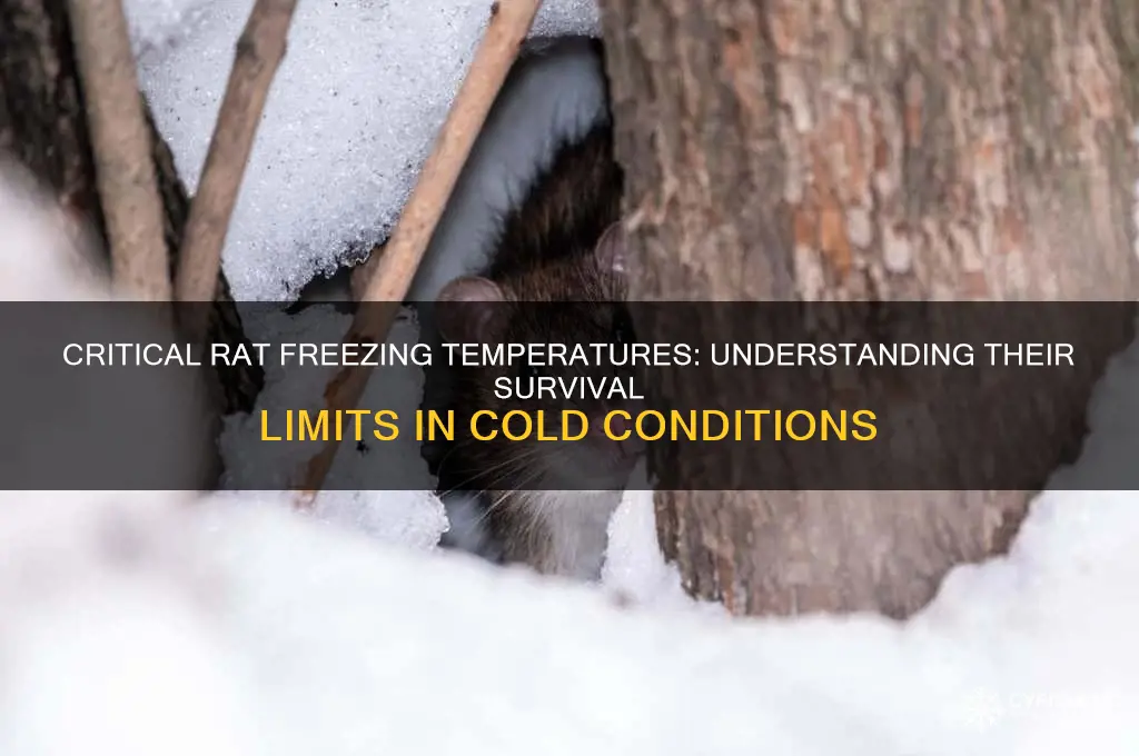 what temperature do rats freeze