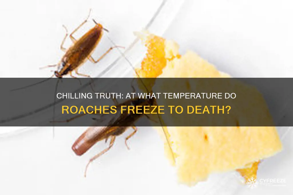 what temperature do roaches freeze