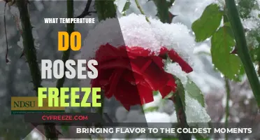 Protecting Roses from Frost: Understanding Freezing Temperatures for Healthy Blooms