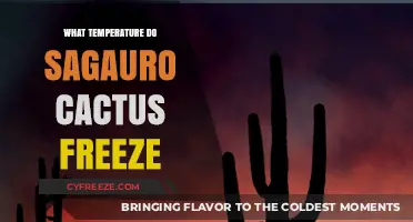 At What Temperature Do Saguaro Cacti Freeze and Die?