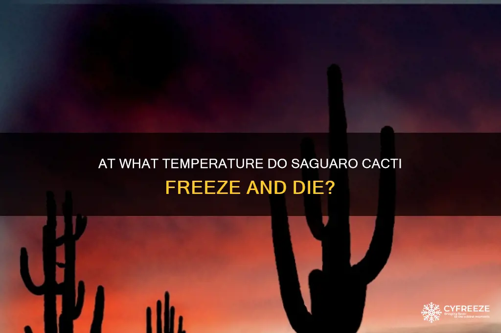 what temperature do sagauro cactus freeze