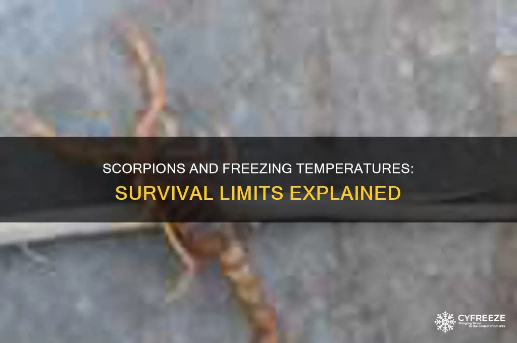 what temperature do scorpions freeze