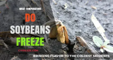 Soybean Freezing Point: Understanding When and How Soybeans Freeze