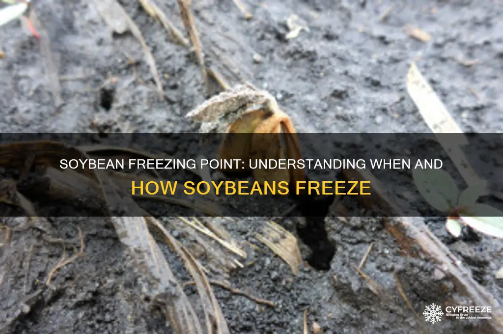 what temperature do soybeans freeze