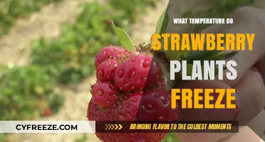 Strawberry Plants and Frost: Understanding Their Freezing Temperature Threshold
