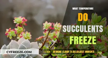 Protecting Succulents: Understanding the Freezing Temperature Threshold for Survival