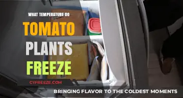 Protecting Tomato Plants: Understanding Freezing Temperatures and Risks