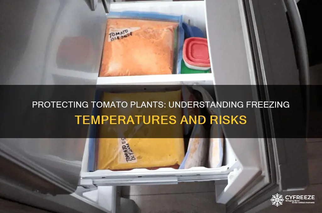 what temperature do tomato plants freeze