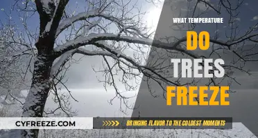 When Do Trees Freeze? Understanding Critical Winter Temperatures for Trees