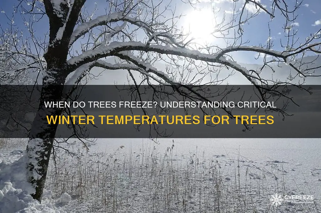 what temperature do trees freeze