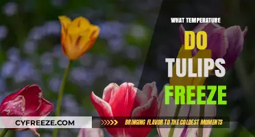 Tulips and Frost: Understanding When These Flowers Freeze
