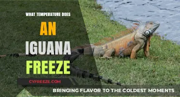 Iguana Freezing Point: Understanding Cold Tolerance in Reptiles