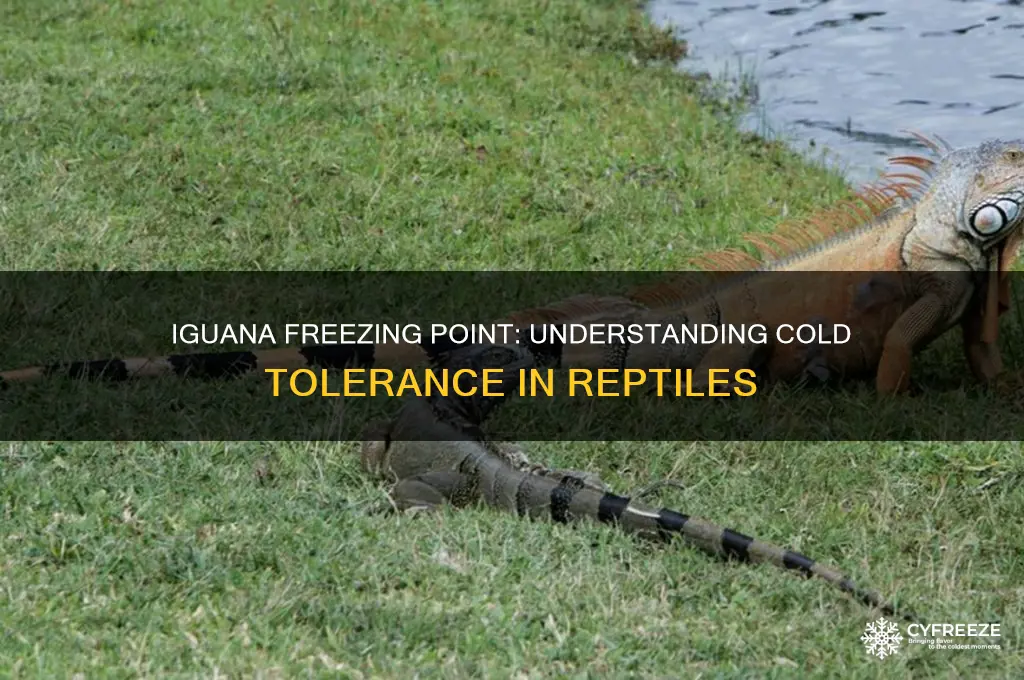 what temperature does an iguana freeze