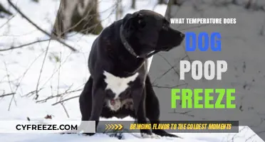 When Does Dog Poop Freeze? Understanding Winter Pet Waste Management