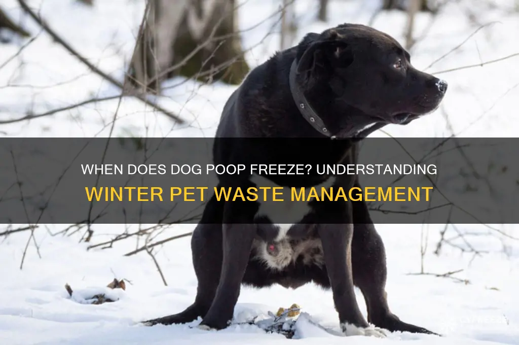 what temperature does dog poop freeze