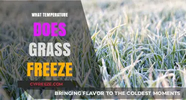 When Does Grass Freeze? Understanding Critical Winter Temperatures